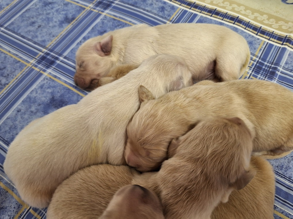 Of darling dog - Chiots disponibles - Golden Retriever