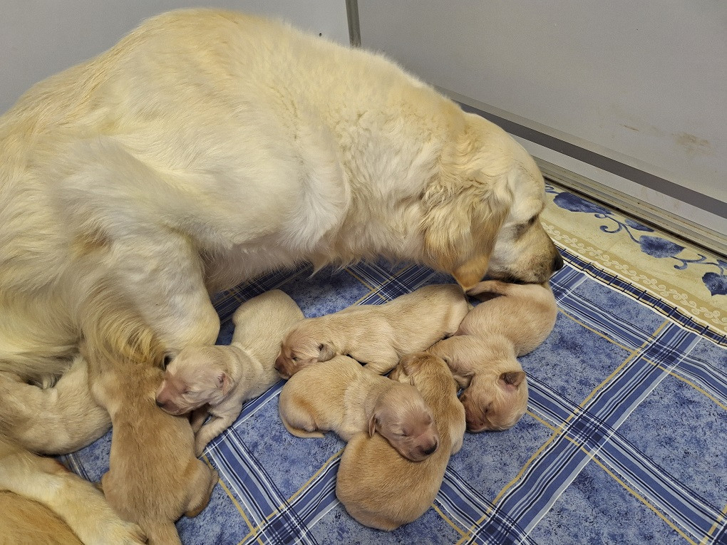 Of darling dog - Chiots disponibles - Golden Retriever
