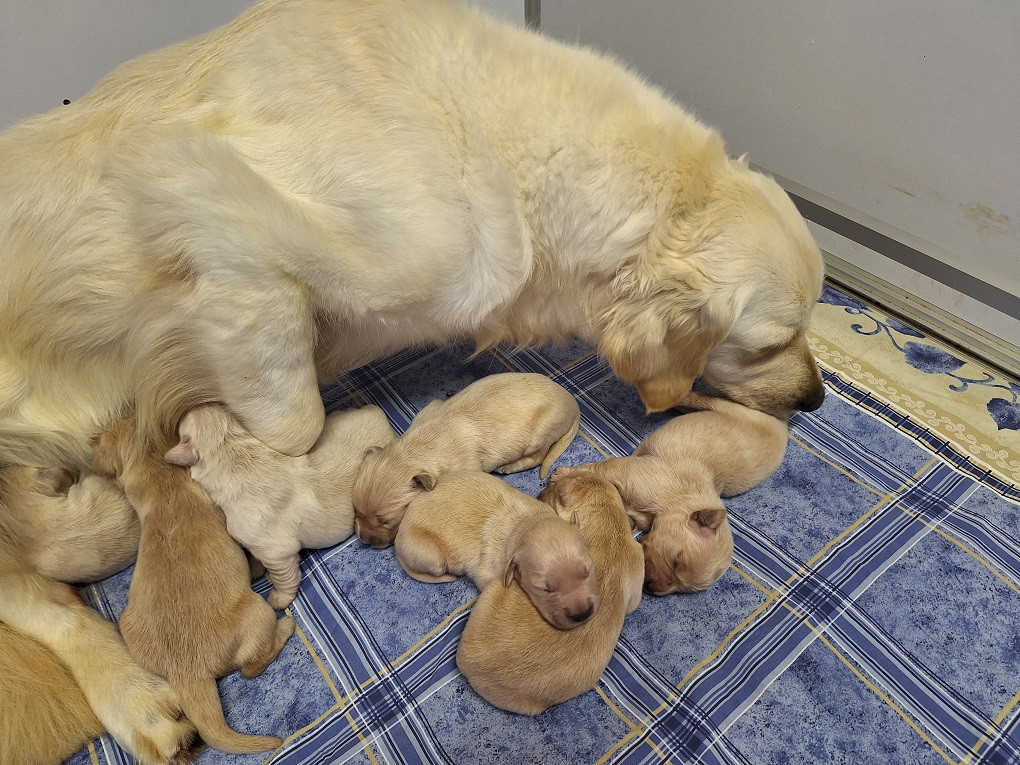 Of darling dog - Chiots disponibles - Golden Retriever