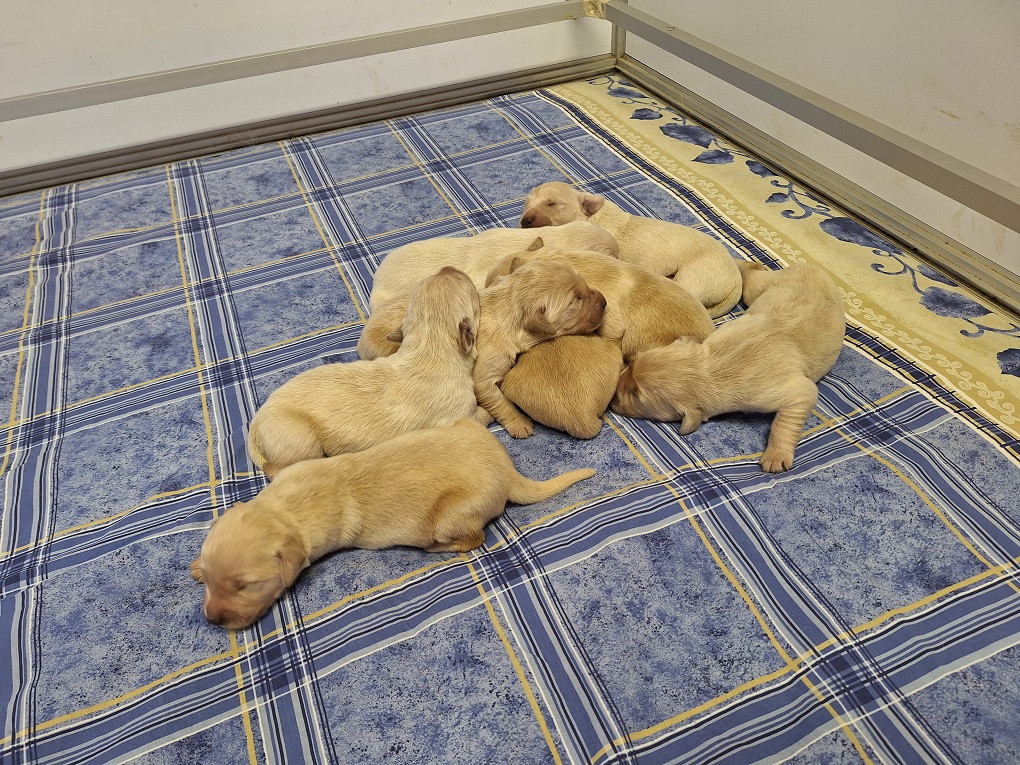 Of darling dog - Chiots disponibles - Golden Retriever