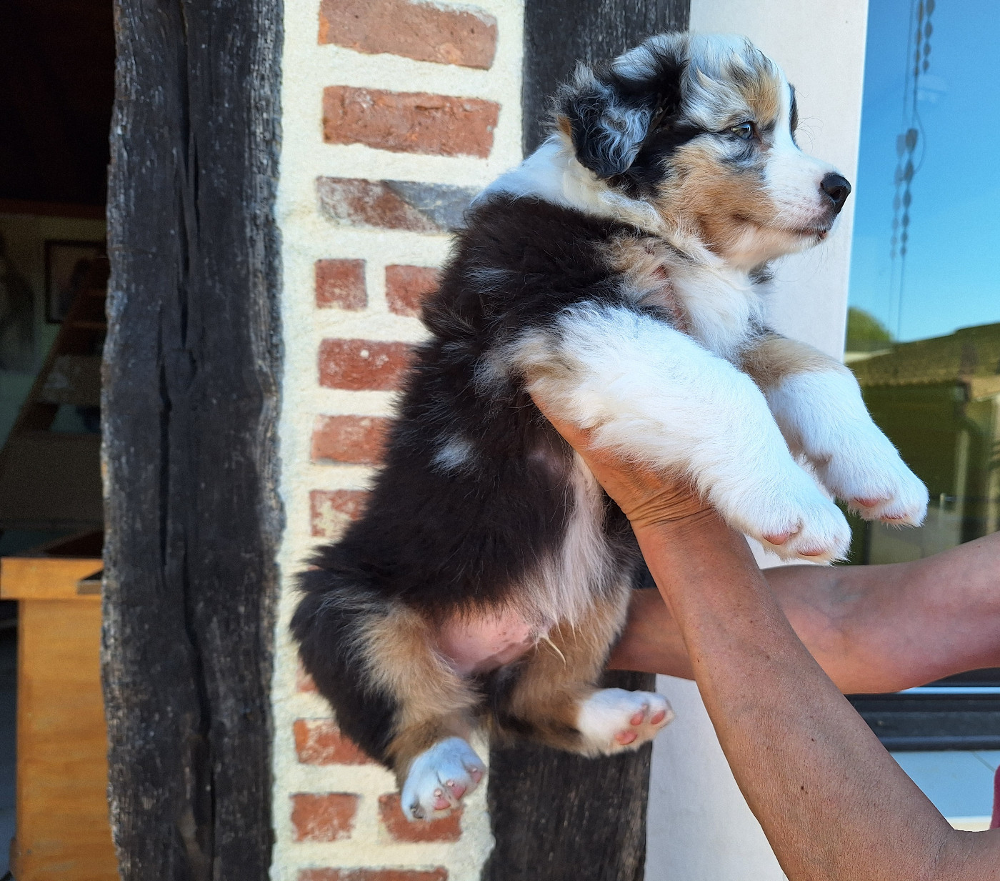 Of darling dog - Chiots disponibles - Berger Australien