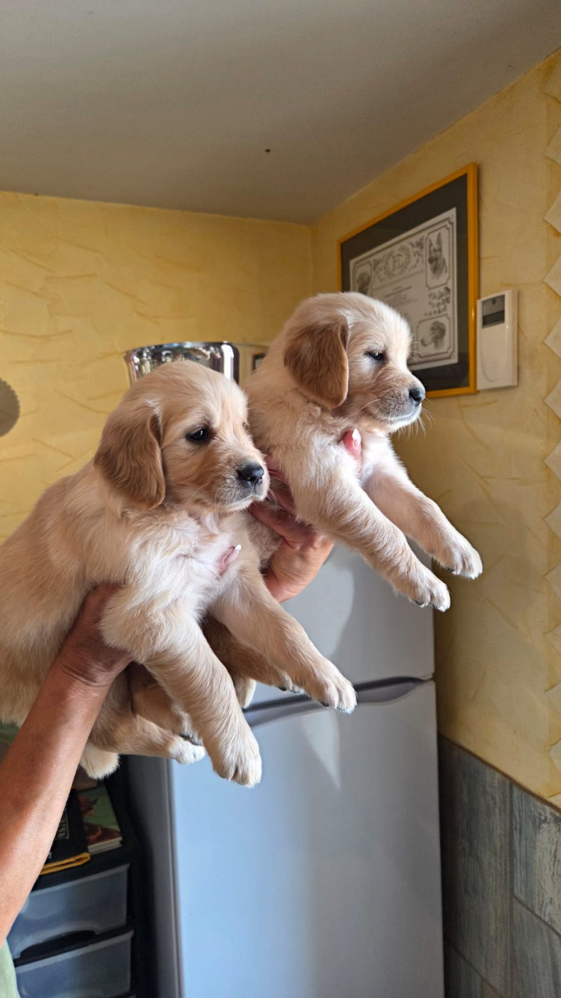 Of darling dog - Chiots disponibles - Golden Retriever