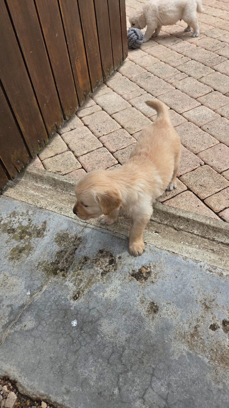Of darling dog - Chiots disponibles - Golden Retriever