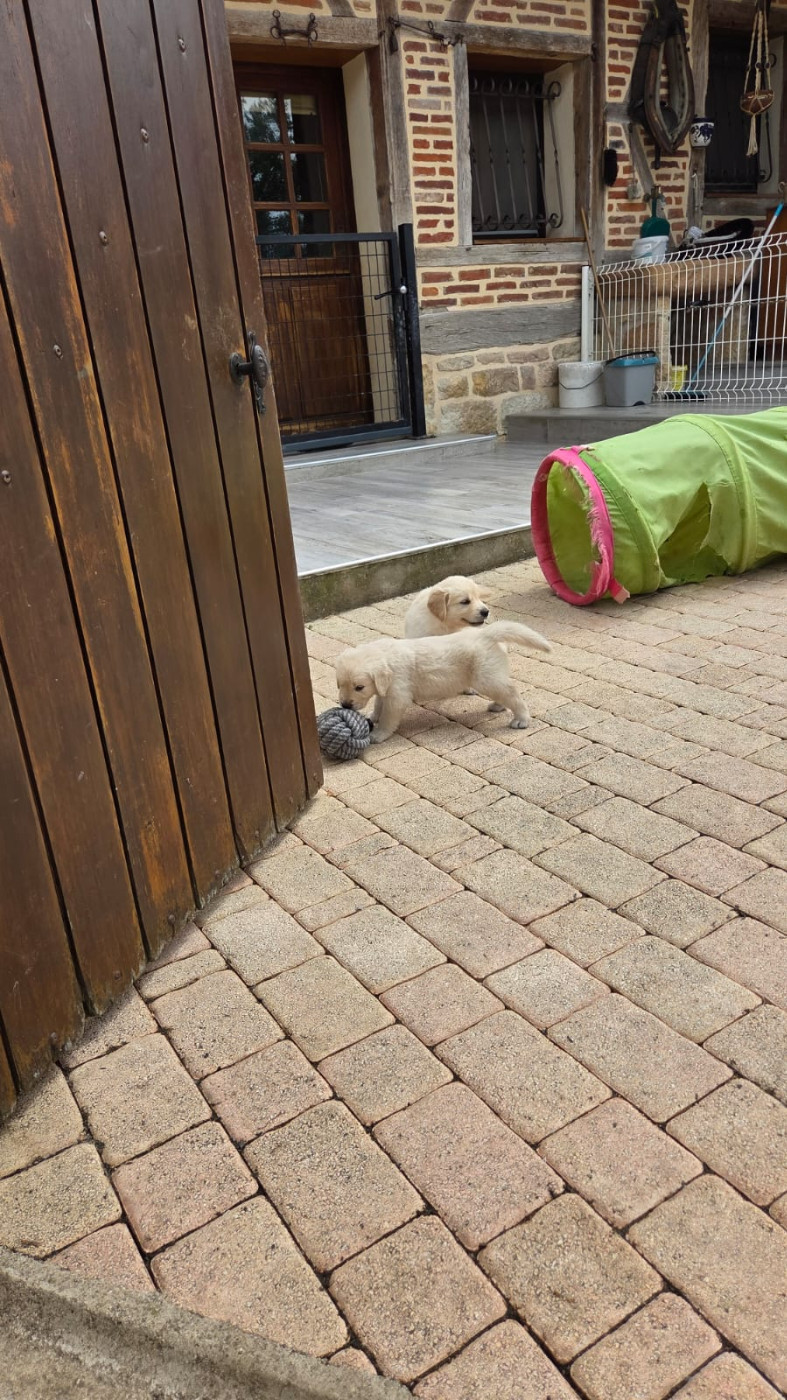 Of darling dog - Chiots disponibles - Golden Retriever