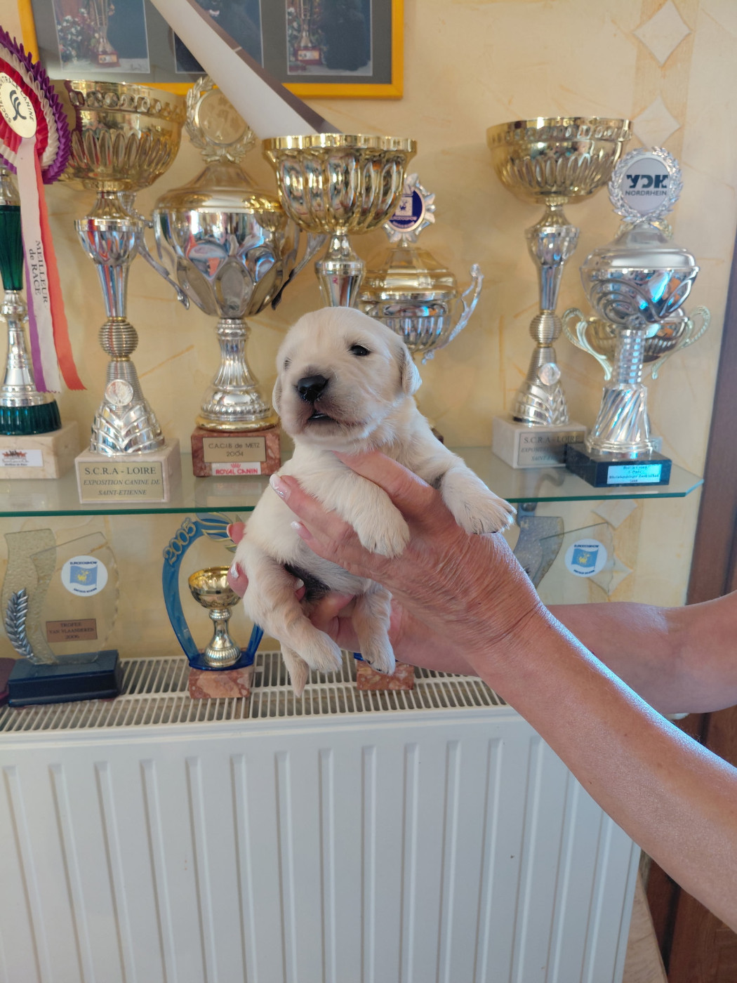 Of darling dog - Chiots disponibles - Golden Retriever