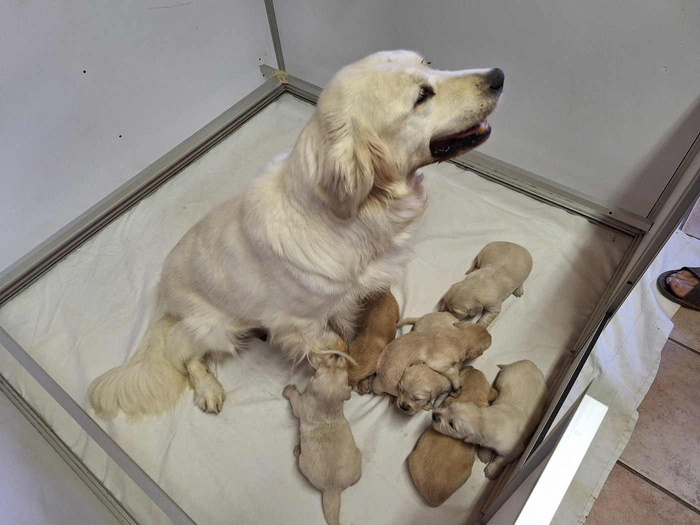 Chiot Golden Retriever Of darling dog