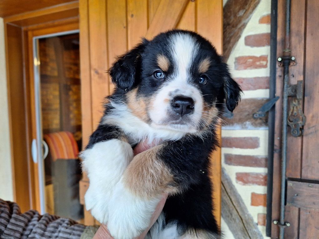 URROSS OF DARLING DOG