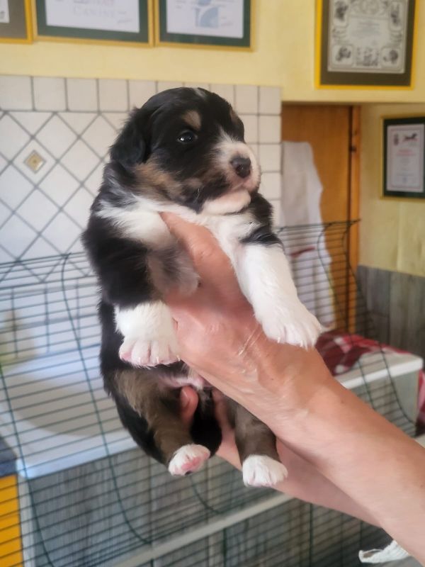 Of darling dog - Chiots disponibles - Berger Australien