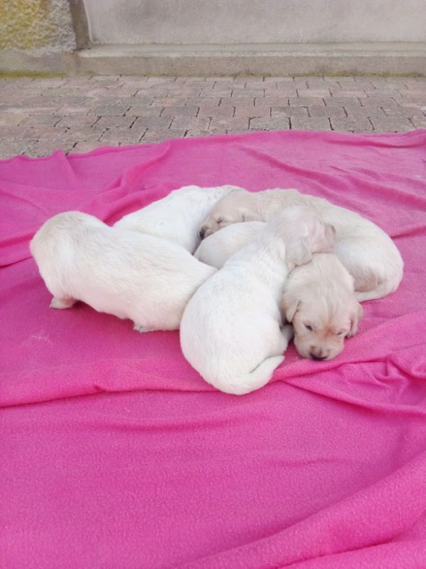 Of darling dog - Golden Retriever - Portée née le 11/08/2025