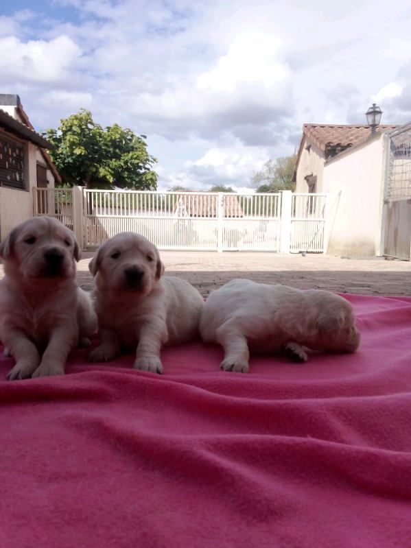 Of darling dog - Chiots disponibles - Golden Retriever