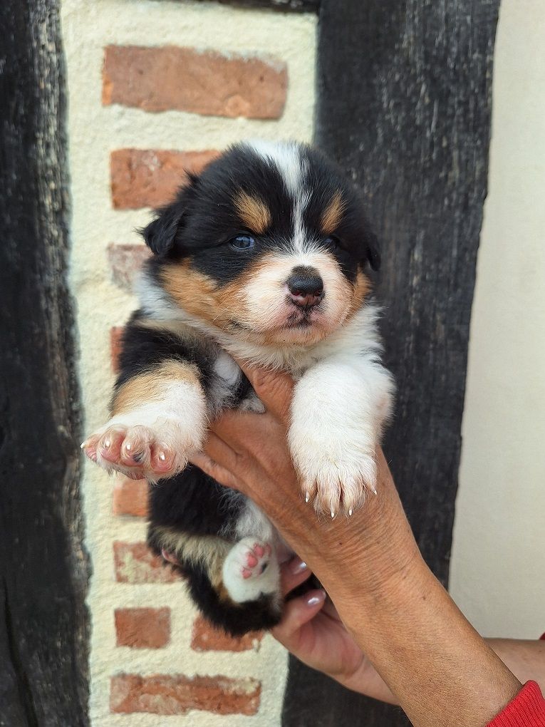 Of darling dog - Chiots disponibles - Berger Australien