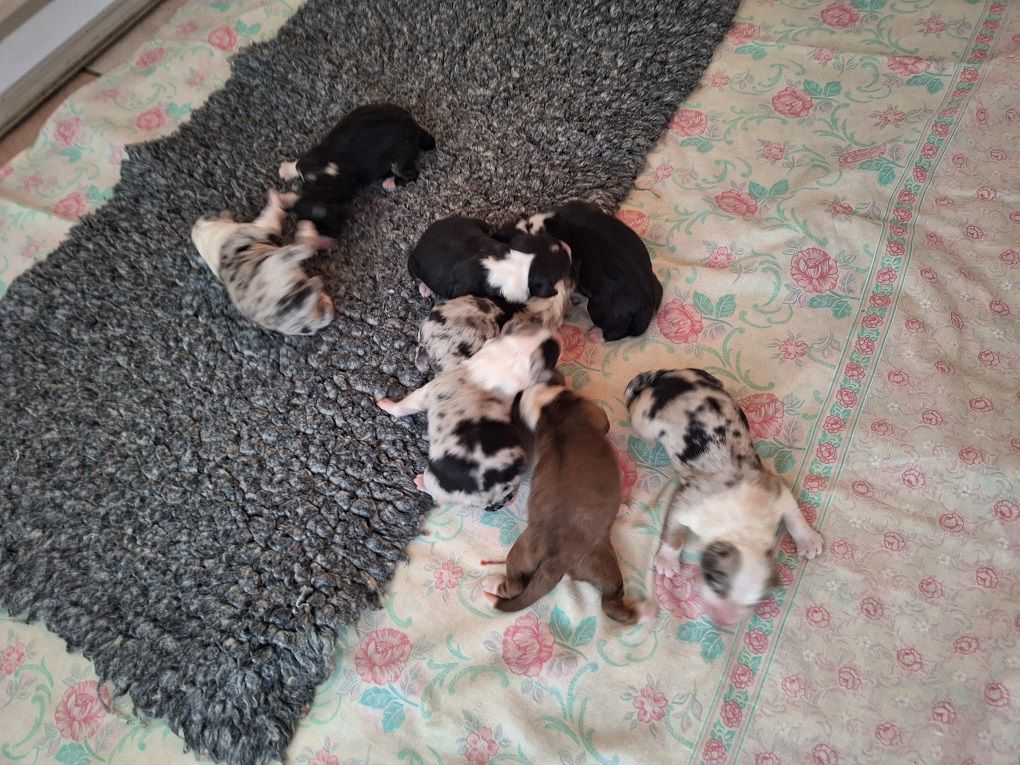 Of darling dog - Chiots disponibles - Berger Australien