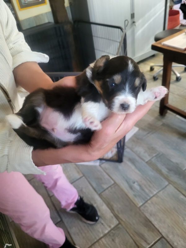 Of darling dog - Chiots disponibles - Berger Australien
