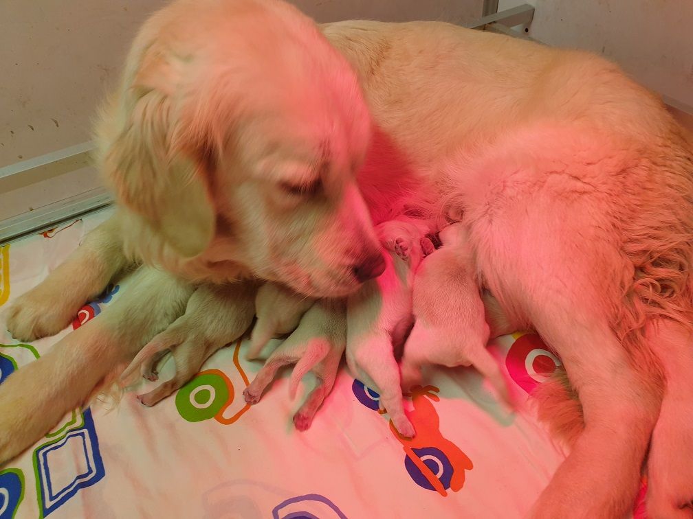 Chiot Golden Retriever Of darling dog