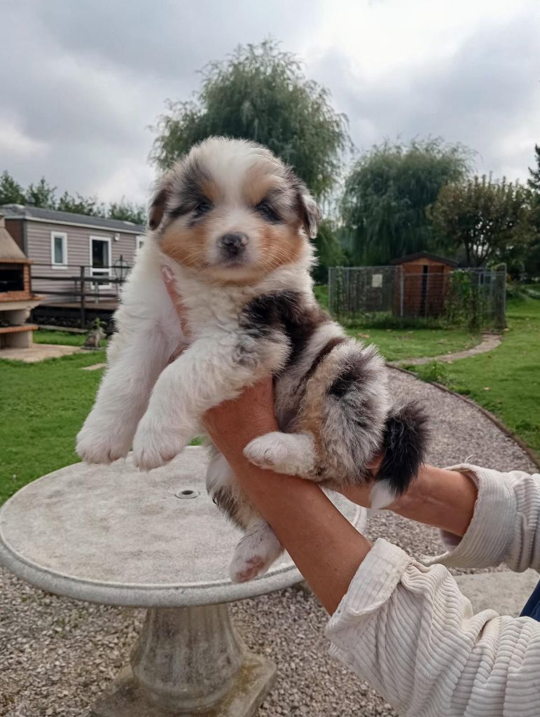 Of darling dog - Chiots disponibles - Berger Australien