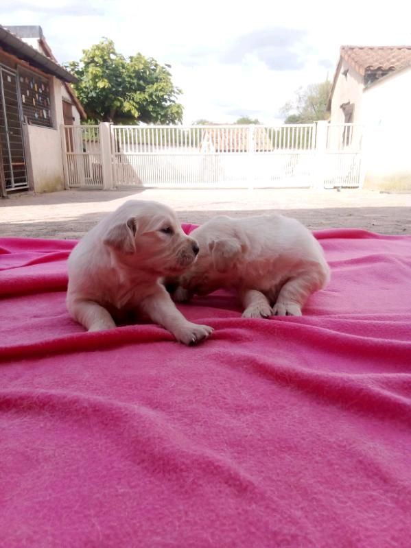 Of darling dog - Chiots disponibles - Golden Retriever