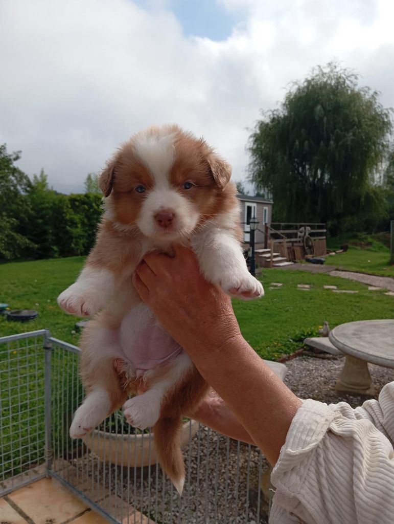 Of darling dog - Chiots disponibles - Berger Australien