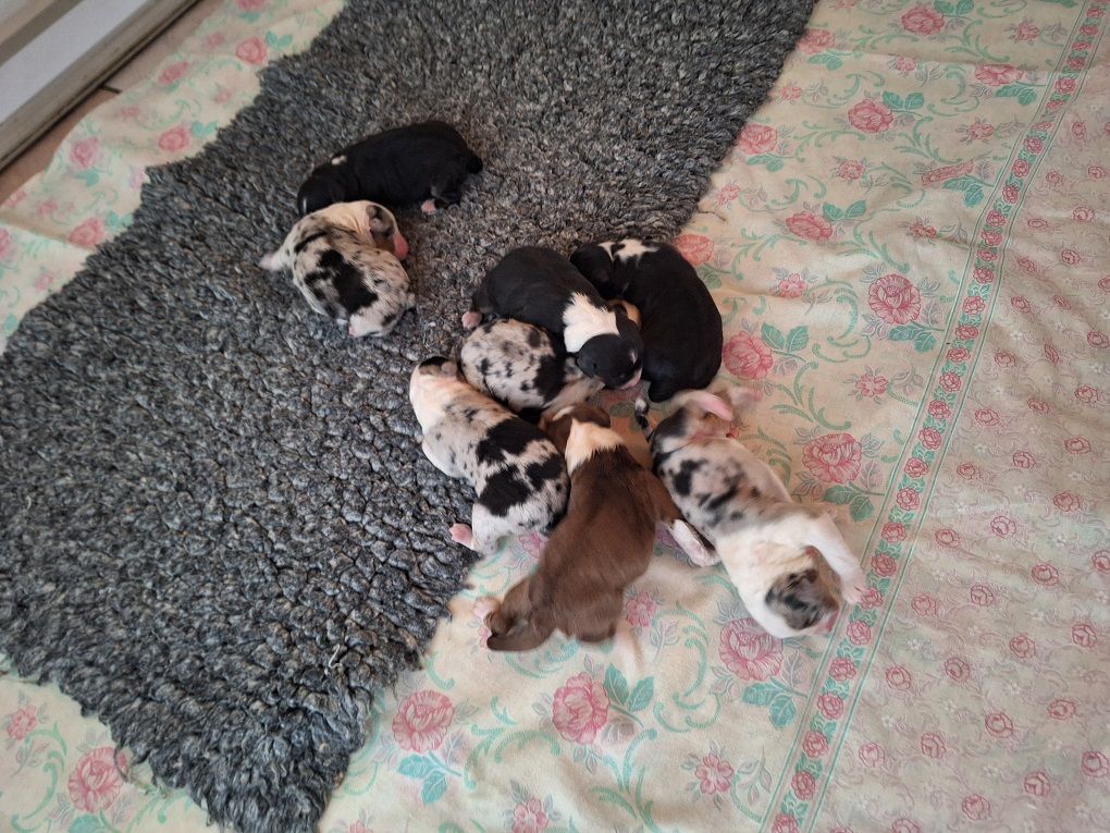 Of darling dog - Chiots disponibles - Berger Australien