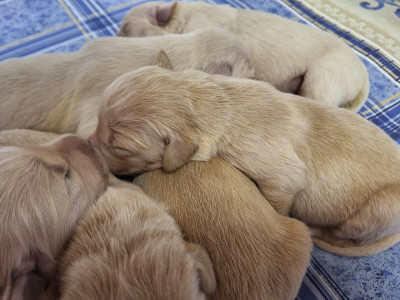 Chiot N°1