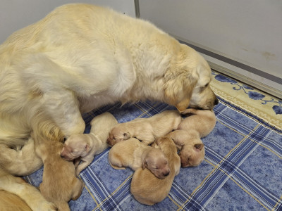 Chiot N°4