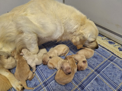 Chiot N°5