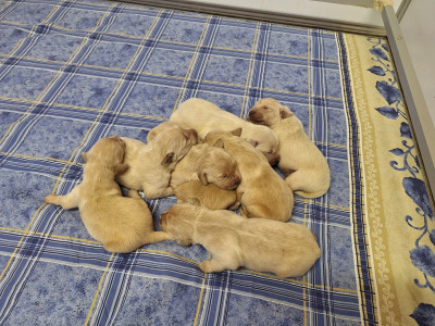 Chiot N°8