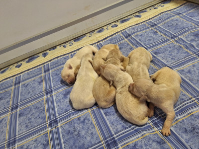 Chiot N°7