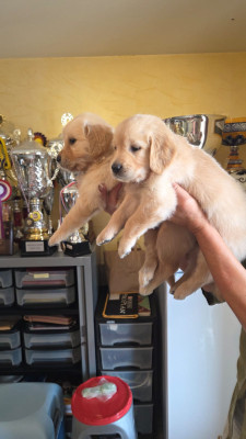 BLUE LO'AK OF DARLING DOG