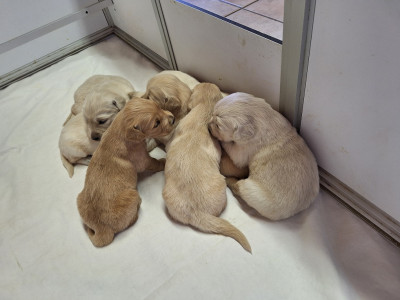 Chiot N°2