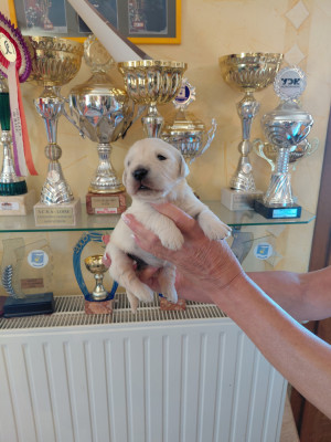 Chiot N°7