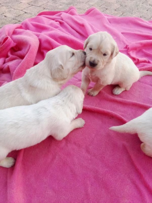 CHIOT 4
