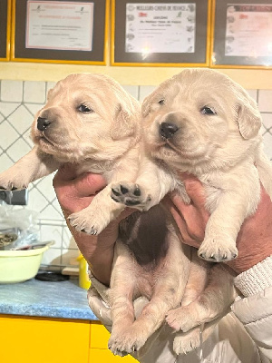 ADORABLE VANILLE OF DARLING DOG