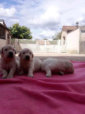 CHIOT 1
