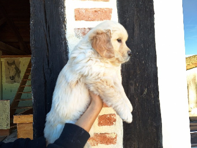 UFFA OF DARLING DOG