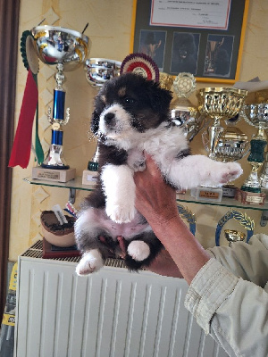 ALTESSE OF DARLING DOG