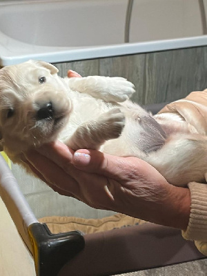 ANNA'BELLE OF DARLING DOG