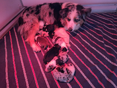 CHIOT
