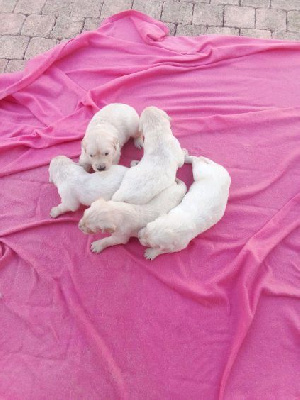 ALBA OF DARLING DOG