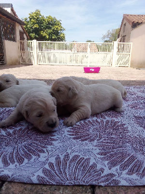 CHIOT 2