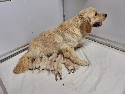 UNIQUE OF DARLING DOG