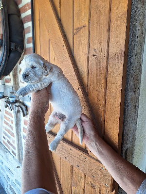 UNA BELLA OF DARLING DOG
