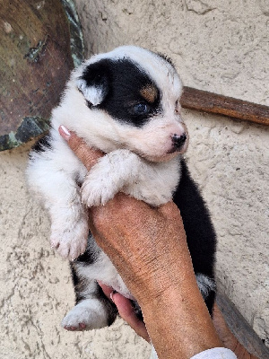 AKALI OF DARLING DOG