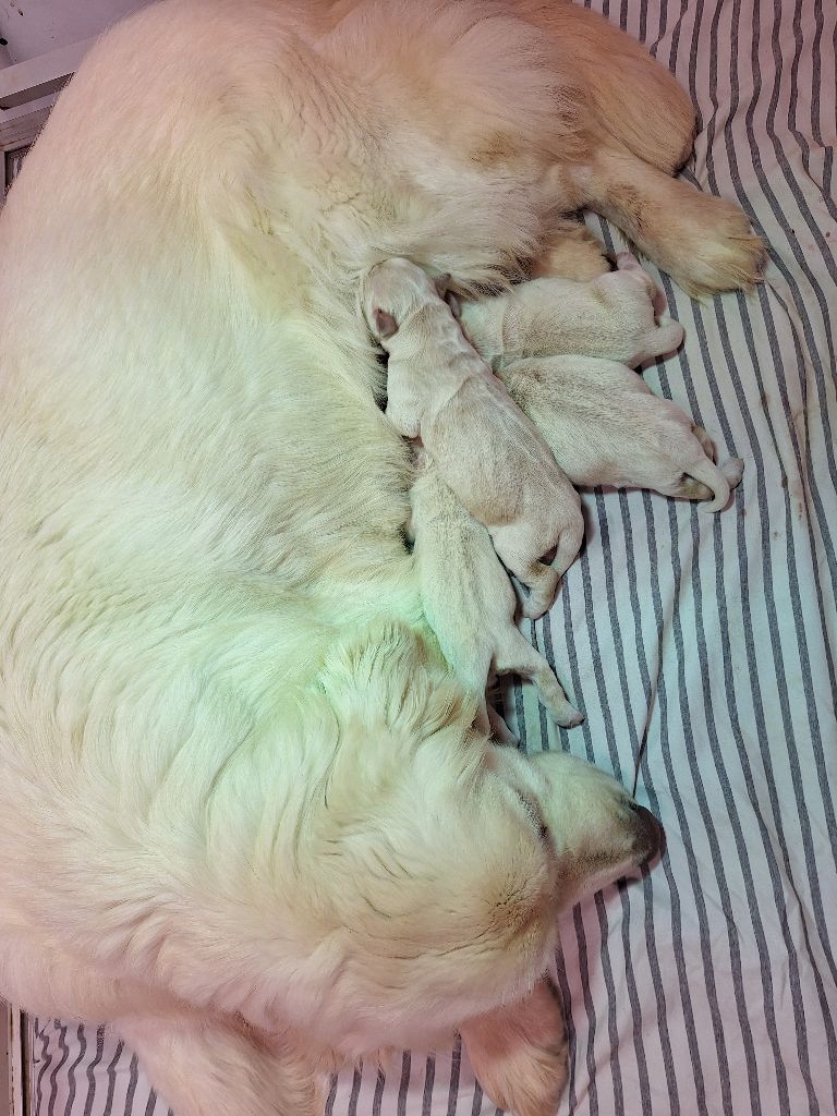 Chiot Golden Retriever Of darling dog