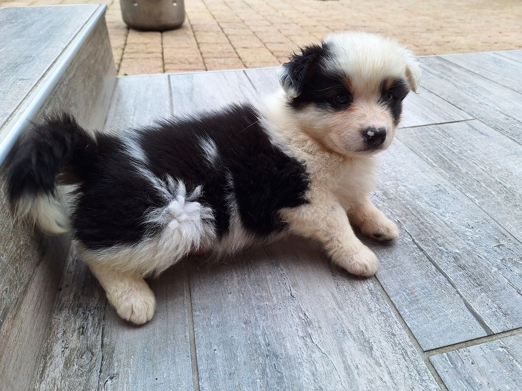 Of darling dog - Chiots disponibles - Berger Australien
