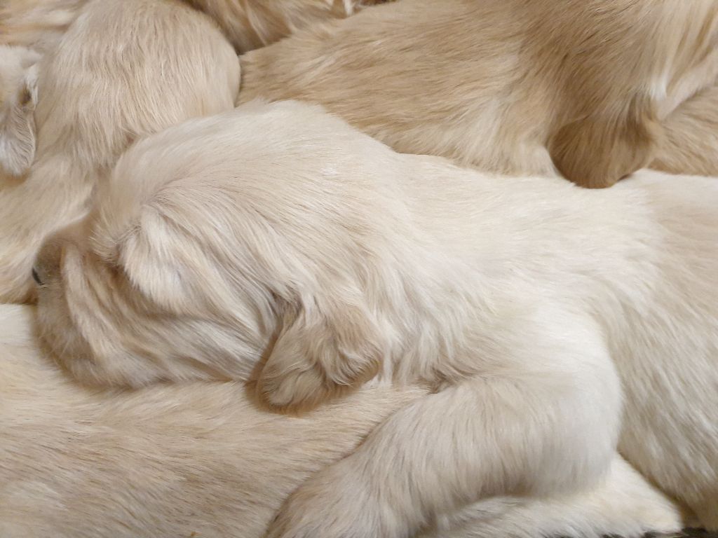 Of darling dog - Chiots disponibles - Golden Retriever