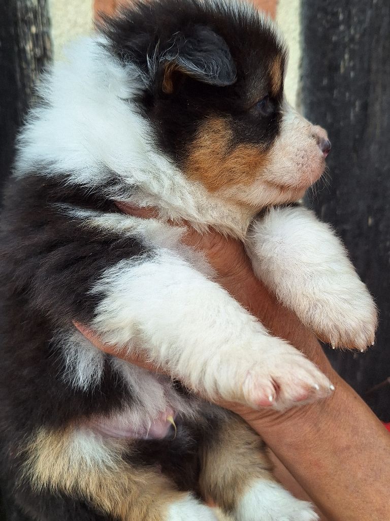 Of darling dog - Chiots disponibles - Berger Australien