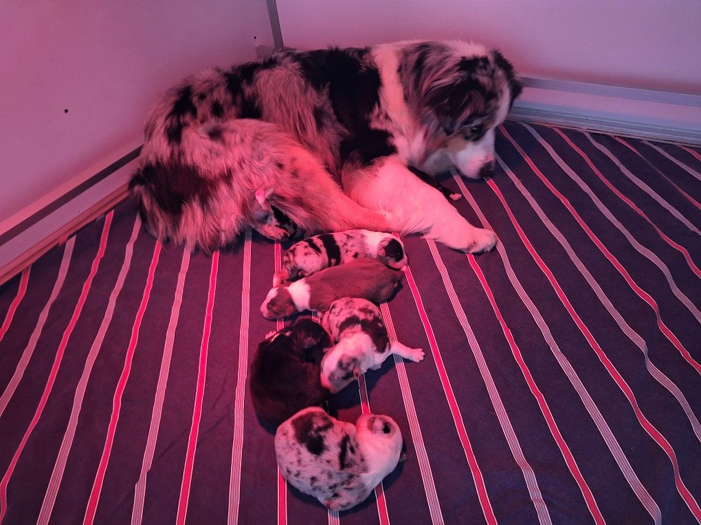 Of darling dog - Chiots disponibles - Berger Australien