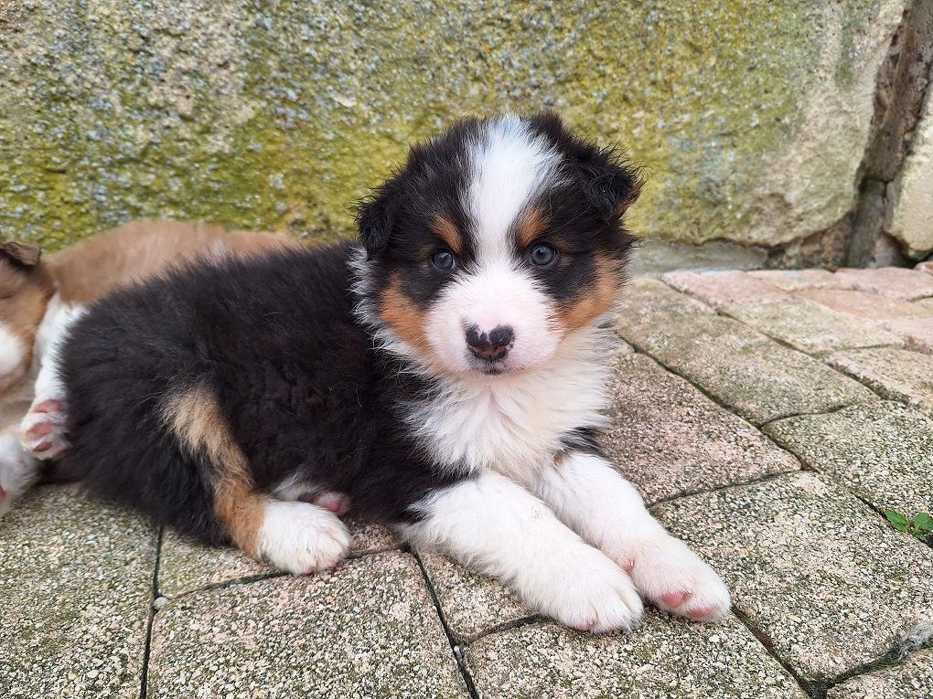 Of darling dog - Chiots disponibles - Berger Australien