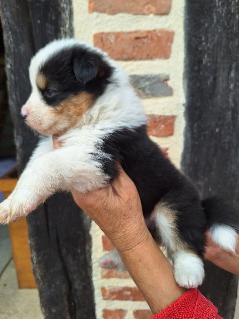 Of darling dog - Chiots disponibles - Berger Australien