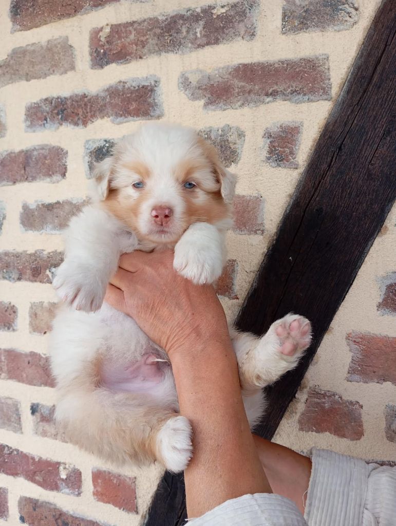 Of darling dog - Chiots disponibles - Berger Australien